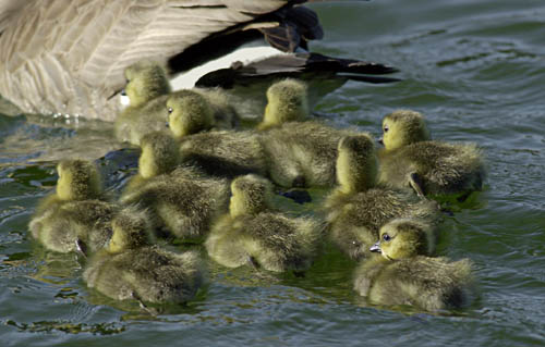 Geese Chicks