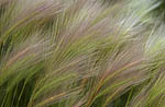 Monolake Grass 2002