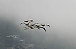 Pelican Attack