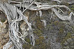 Point Lobos