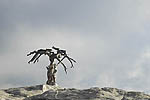 Jeffrey Pine