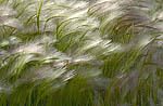 Grass at Mono Lake 2001