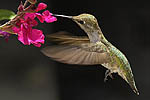 Hummingbird