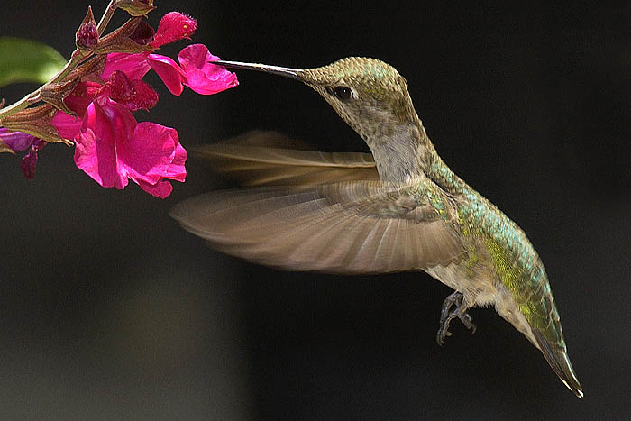 Hummingbird