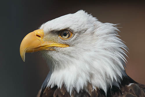 500_crw_0014_baldeagle.jpg