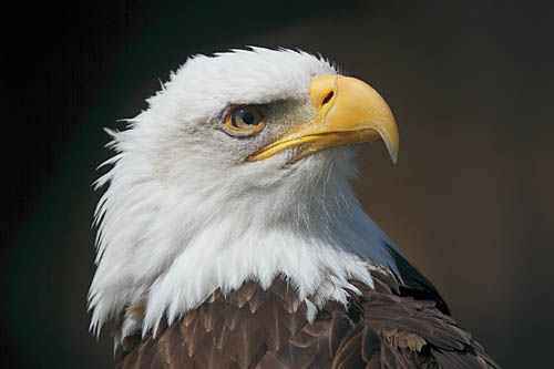 500_crw_0022_baldeagle.jpg