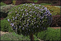 500_CRW_9809_RT16_Filoli_ArtGarden.jpg