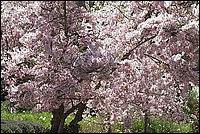 500_CRW_9812_RT16_FiloliCherryTree.jpg