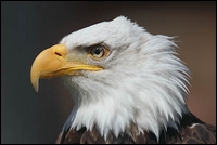 500_crw_0014_baldeagle.jpg