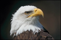 500_crw_0022_baldeagle.jpg