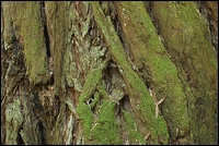 500_crw_9839_greentrunk.jpg