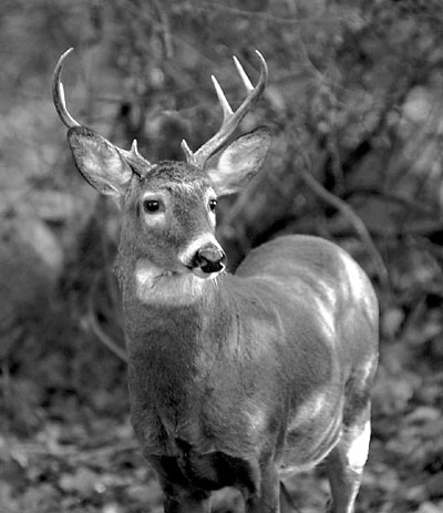 Wild Buck, Westport, CT (41k)