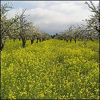 434V0560_Orchard_22.jpg