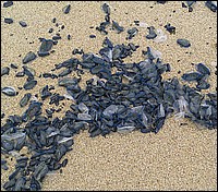 434V0700_BlueMussel.jpg