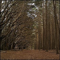 500_434v0745_mossbeach.jpg